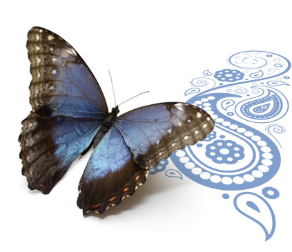 Schmetterling mit violetten Flügeln fliegt nach rechts