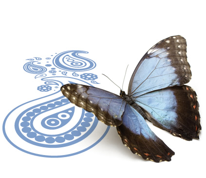 Schmetterling mit violetten Flügeln fliegt nach links