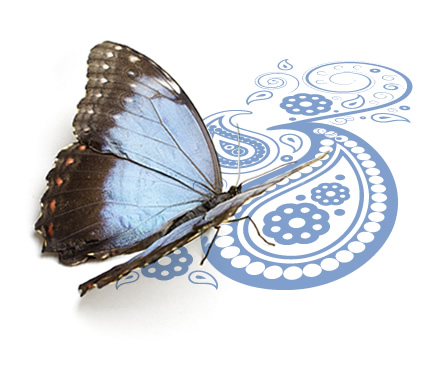 Schmetterling mit violetten Flügeln von der Seite